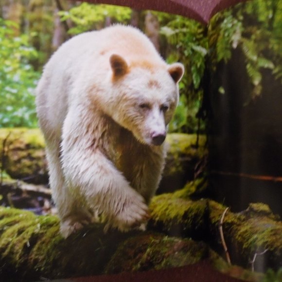 NATIONAL GEOGRAPHIC, BEAR: SPIRIT OF THE WILD. SPIRIT BEARS, GRIZZLIES, POLAR... - Picture 11 of 14